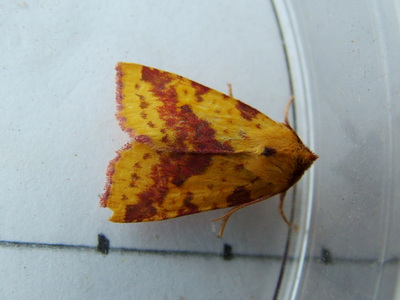 Pink-barred Sallow